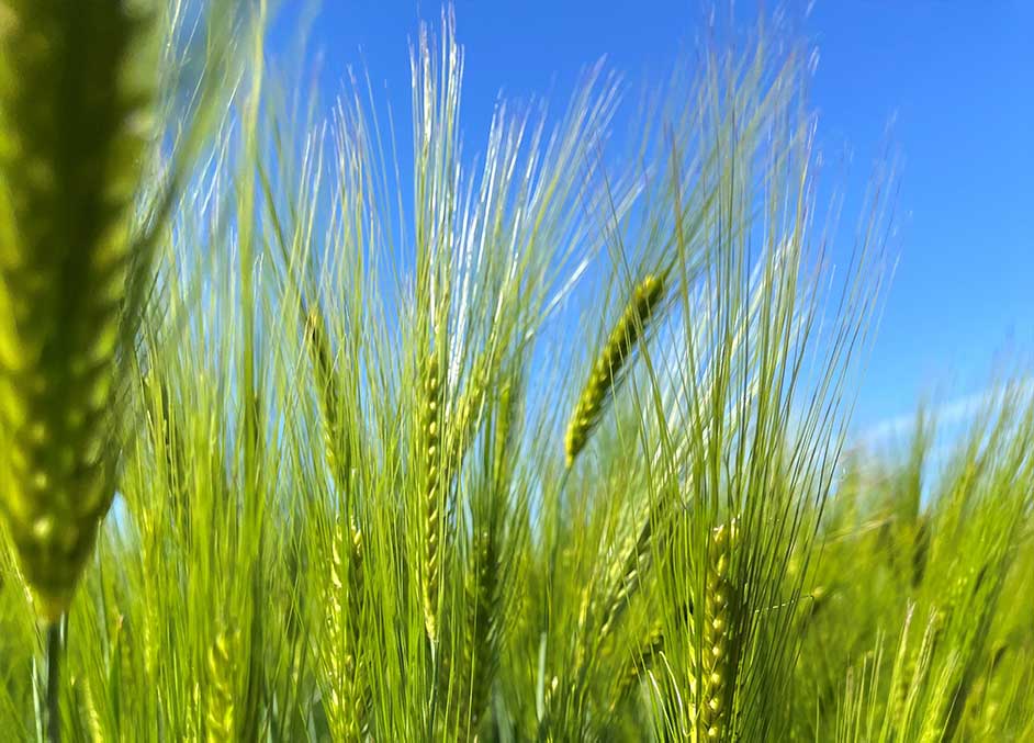 crops-in-yorkshire